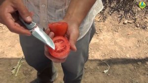 Обзор томата МАРИАНА F1 - Ранний урожайный томат.