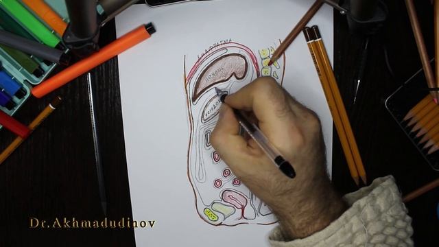 Ход брюшины, Брюшина, Топография брюшины (Ахмадудинов А.М.) смотреть онлайн