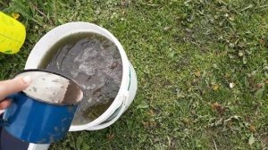 Обязательная подкормка перед цветением клубники для большого урожая.