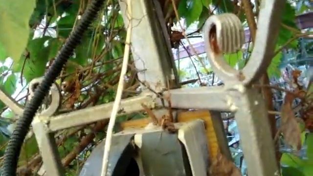 Какими растениями оформить беседку в саду смотреть онлайн