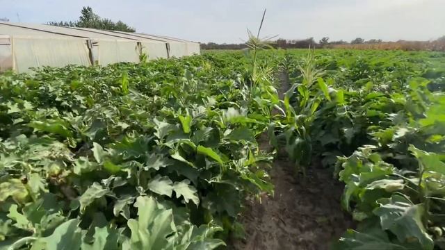 Жирует и болеет фузариозом баклажан. смотреть онлайн