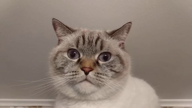 Нистагм у кота смотреть онлайн