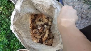 Муж с Племянником ездили за грибами.mp4