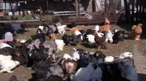 Гуковские куры - ортпингтон, кохинхин, брама - цыплята