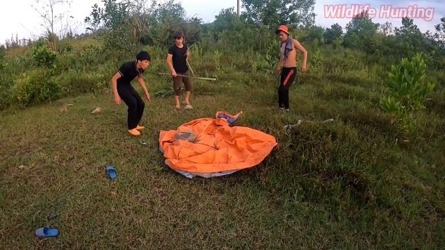 3 Brave Expert Catch One Giant Golden Python In The Jungle Save Young Man | Wildlife Hunting смотреть онлайн
