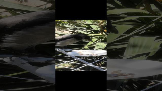 Первый выход на улицу.mp4