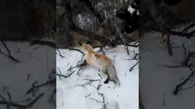 Ловим лису на петлю смотреть онлайн