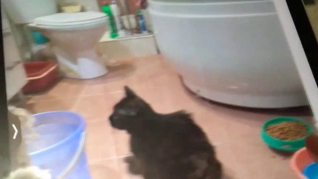 Котики Нашла фото уличных котиков сколько было 2 года назад смотреть онлайн