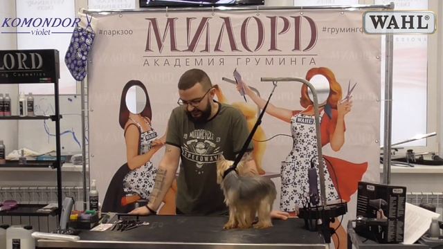 Роман Фомин. Секреты грумера - как принять собаку смотреть онлайн