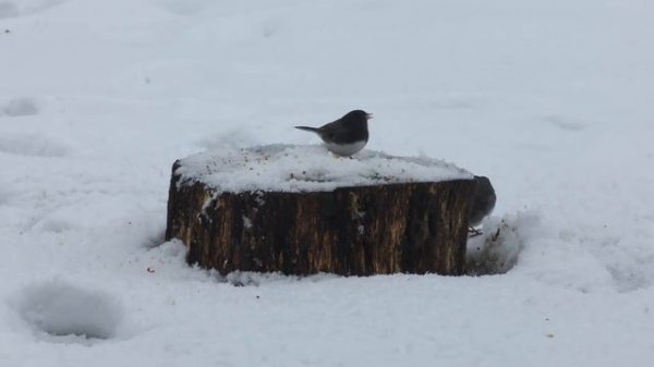 Голодные птицы! Птицы для кошек!