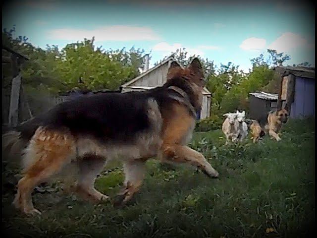 Мое собачье дело. смотреть онлайн