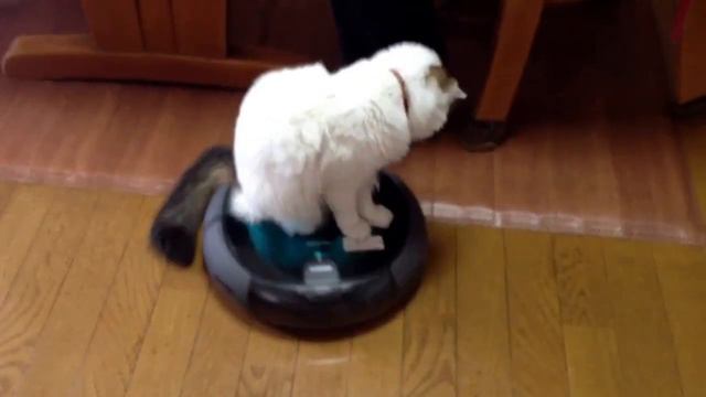 ルンバに乗る猫 смотреть онлайн