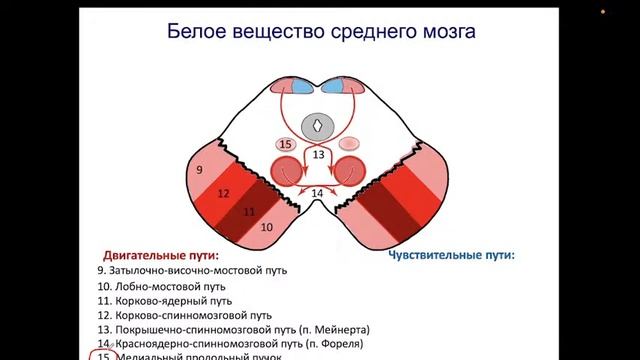 Средний и промежуточный мозг. 11.04.22 - 10:25 смотреть онлайн