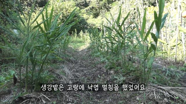 [8월-1] 감자캐며 배추밭 만들기 / 장마 이후 물관리 / 새로운 감자 저장법 / 영양밥 смотреть онлайн