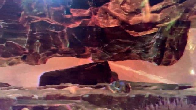 asus vg34vql1b issue смотреть онлайн