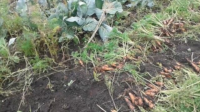 Копаем морковку смотреть онлайн