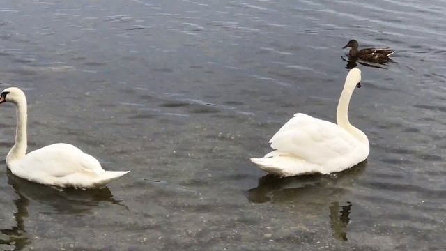 Птицы на пруду, ч.3 - 14 сентября 2017 - Farm Pond in Framingham, MA смотреть онлайн