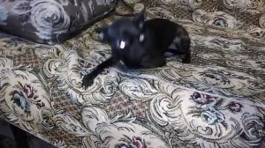 Русский Той-терьер злой и коварный