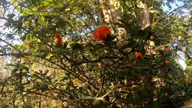 Rose Cactus - PERESKIA BLEO  (Cactaceae)  Pereskia Bleus