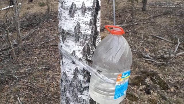 Как можно собирать березовый сок, простой способ смотреть онлайн