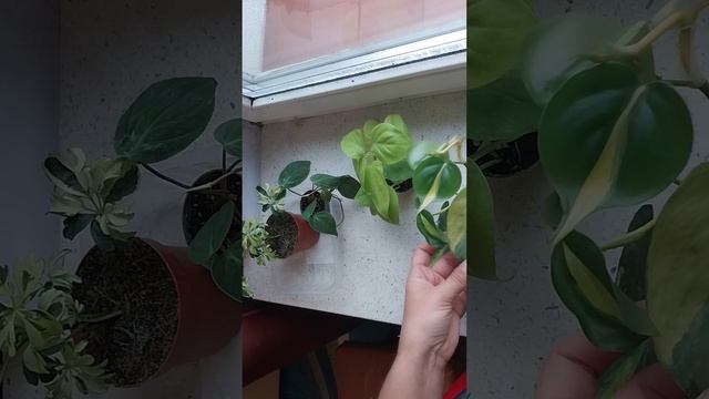 Маленькое пополнение? смотреть онлайн