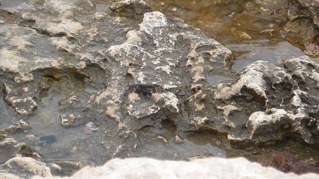 Как крабы кушают смотреть онлайн