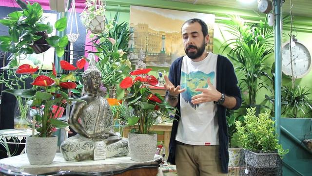 Anthurium смотреть онлайн