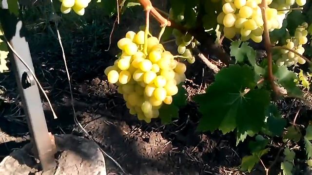 Виноград Аркадия и Кеша готовы к срезке смотреть онлайн