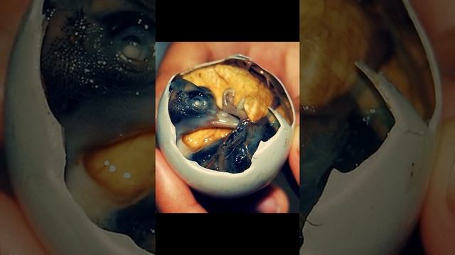 Знали ли вы, что будет если съесть тухлое яйцо? #short #shorts смотреть онлайн