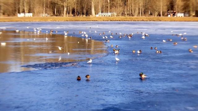 Весна в Пушкине. СПб. 11.04.2018 видео Владимир Шкваря SVkadr смотреть онлайн