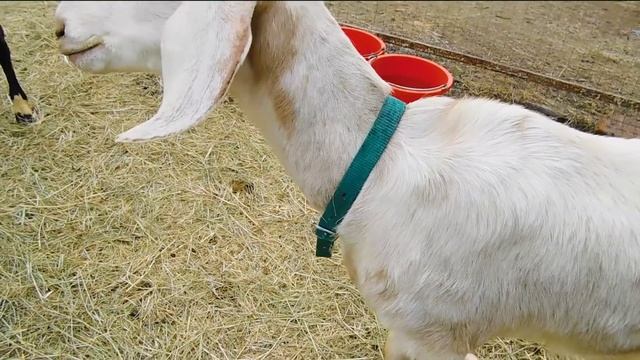 САМЫЕ КРАСИВЫЕ КОЗЛЯТА?100%НУБИЙЦЫ!СКОРЕЕ ПОКУПАЙТЕ , А ТО ПЕРЕДУМАЕМ?Я В ШОКЕ ОТ ЭТОЙ ПОРОДЫ! смотреть онлайн