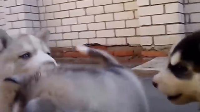 Щенки ХАСКИ док.РКФ_наша мама с Кудамы смотреть онлайн