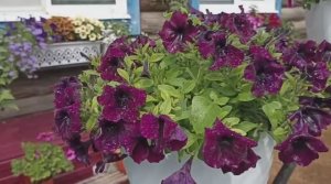 Сибирь. Петуния после дождя. Какая же петуния более устойчива к осадкам_.mp4