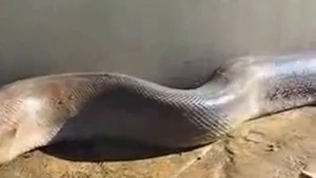 Самая Большая Змея в мире найдена мёртвой ! смотреть онлайн