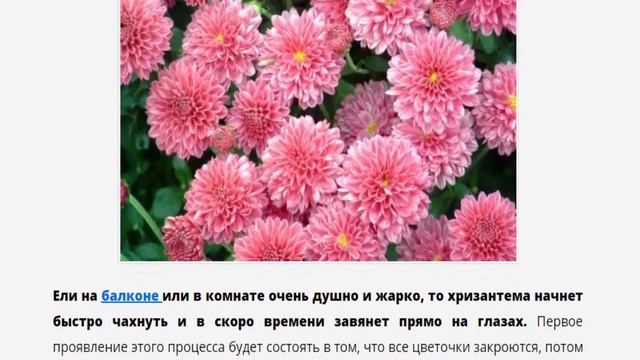 Хризантемы в горшках в домашних условиях