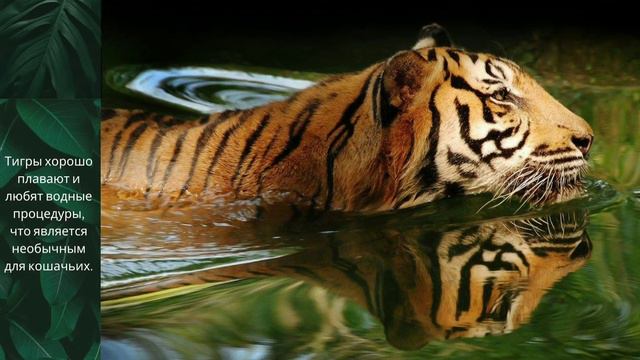 Тигр смотреть онлайн