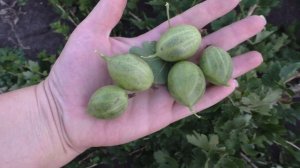 Прекрасный пересорт полученный как «ПУШКИНСКИЙ» крыжовник.