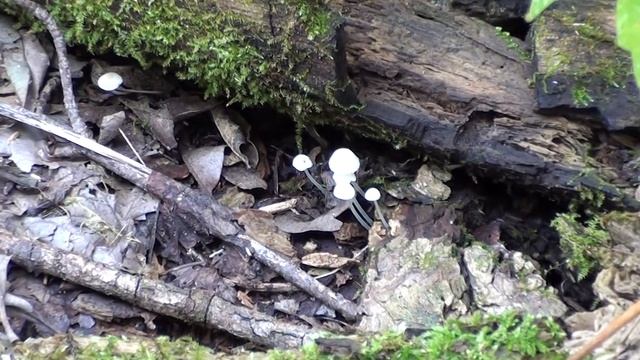 Mycena Mushroom (Mycena?) among Leaves смотреть онлайн