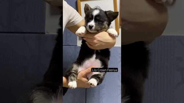 Ушки встали у Верочки , щенок вельш корги кардиган #вельшкоргикардиган #dog #липецк #puppy смотреть онлайн