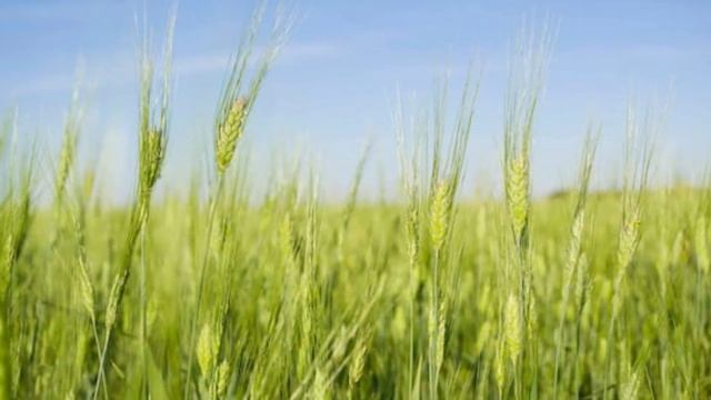 День Республики смотреть онлайн