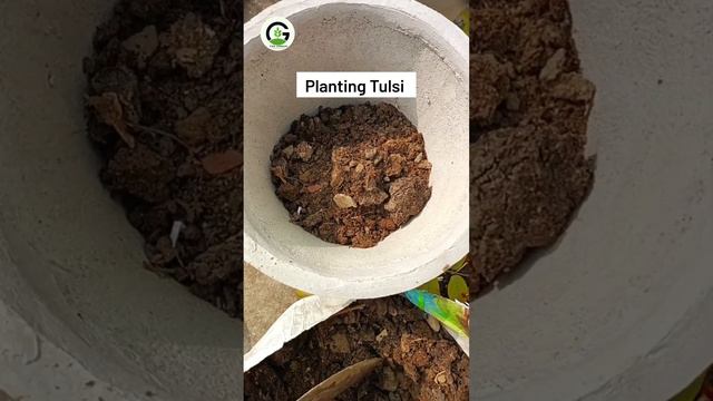 ☘️Planting the Sacred Tulsi: A Guide to Cultivating Divine Greenery at Home #shortsfeed #viral смотреть онлайн