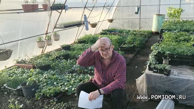 Технология выращивания Любительских Томатов на семена. Как оживить старые семена? Разгибридизация смотреть онлайн