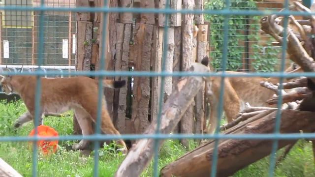 рысь в зоопарке играет друг с другом смотреть онлайн
