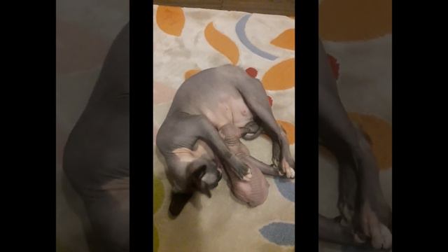 Коти сфінкси наймиліші тваринки😍 смотреть онлайн