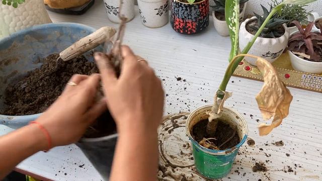 यह पौधों को repotकरने का सबसे अच्छा समय है । Best time to repot house plants// repotting of 4 plant смотреть онлайн