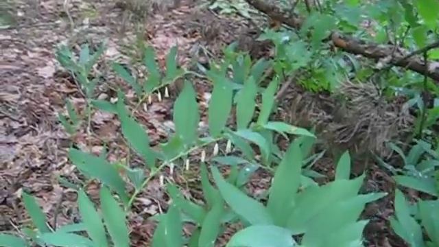 Купена лекарственная смотреть онлайн