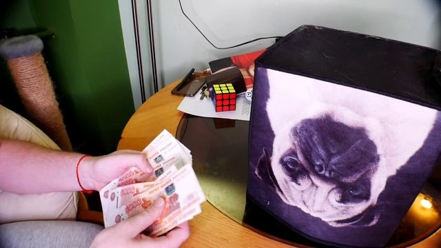 #непрокрипту . Как мы завели МИКРО ШПИЦА ) How We Got The Micro Pomeranian Spitz )