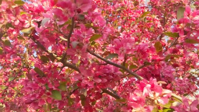 Malus Royalty Crabapple Blossom 3 смотреть онлайн
