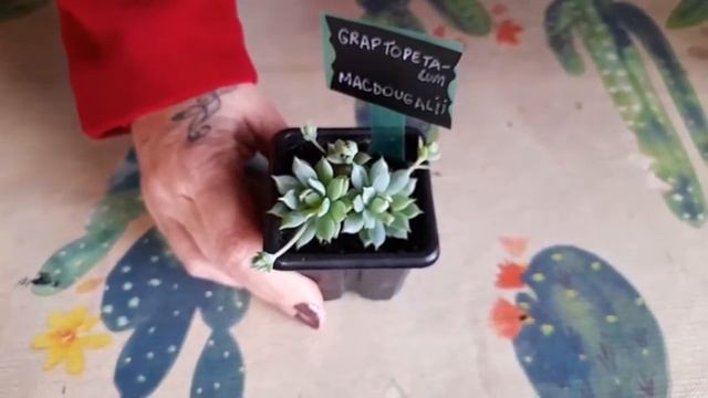 Identificação e cuidados das suculentas (parte II) смотреть онлайн