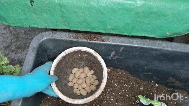 Моя коллекция папоротников. Пересадка. Грунт. смотреть онлайн